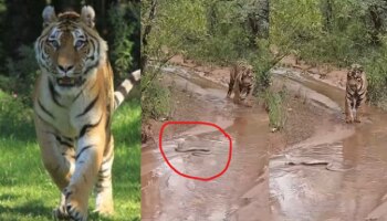 Viral Video: ನೀರು ಕುಡಿಯಲು ಬಂದಿದ್ದ ಹುಲಿಗೆ ಬುಸ್‌.. ಬುಸ್‌.. ಎಂದ ನಾಗರಾಜ! ಮುಂದೇನಾಯ್ತು ನೋಡಿ!!