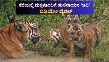 ಕೆರೆಯಲ್ಲಿ ಮಿಂದೆದ್ದು ಅಮ್ಮ ಮಕ್ಕಳ ಆಟ: ಟೈಗರ್ ಫ್ಯಾಮಿಲಿ ವಿಡಿಯೋ ವೈರಲ್ 