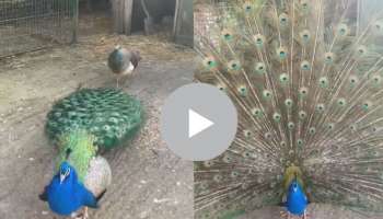 Viral video: ಸಿಂಗಲ್ ಬಾಯ್ಸ್ ಈ ನವಿಲನ್ನ ನೋಡಿ ಕಲೀರಿ ಹುಡುಗಿರನ್ನ ಪಾಟಾಯಿಸೋದು ಹೇಗೆ ಅಂತಾ! ಅಪರೂಪದ ನವಿಲಿನ ನಾಟ್ಯದ ವಿಡಿಯೋ ಇಲ್ಲಿದೆ..