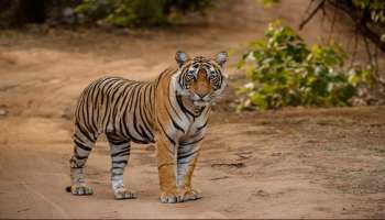 ಭಾರತದ ರಾಷ್ಟ್ರಪ್ರಾಣಿ ಹುಲಿ... ಆದ್ರೆ ಪಾಕಿಸ್ತಾನದ ರಾಷ್ಟ್ರೀಯ ಪ್ರಾಣಿ ಯಾವುದು ಗೊತ್ತಾ? ಹೆಸರು ಕೇಳಿದ್ರೆ ನಗು ಬರುತ್ತೆ