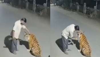 Viral video: ಕುಡಿದ ಮತ್ತಿನಲ್ಲಿ ಬೆಕ್ಕಿನಂತೆ ಹುಲಿಯ ತಲೆ ಸವರಿದ ಭೂಪ! ಕೈಲಿದ್ದ ಮದ್ಯ ಕುಡಿಸಲು ಪ್ರಯತ್ನ, ನೆಟ್ಟಿಗರನ್ನೇ ಬೆಚ್ಚಿಬೀಳಿಸಿತು ಅಸಲಿ ಸತ್ಯ