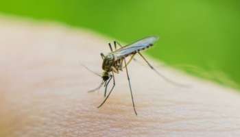 ಮನೆಯ ಮುಂದೆ ಇದೊಂದು ಗಿಡವಿದ್ದರೆ ಸಾಕು ಒಂದೇ ಒಂದು ಸೊಳ್ಳೆ ಒಳಗೆ ಬರಲ್ಲ!  