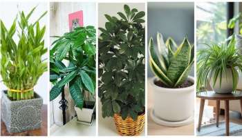 ಮನಿಪ್ಲಾಂಟ್‌ ಬದಲಾಗಿ ಇದೊಂದು ಗಿಡವನ್ನು ಮನೆಯೊಳಗೆ ನೆಟ್ಟರೆ ಅದೃಷ್ಟ ನೆಲೆಯೂರುತ್ತೆ