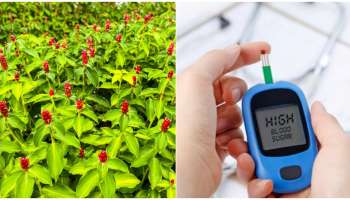 ಮನೆಯ ಅಂಗಳದಲ್ಲಿ ಇದೊಂದು ಗಿಡ ಇದ್ರೆ ಹತ್ತಿರವೂ ಸುಳಿಯಲ್ಲ ಮಧುಮೇಹ! ಬ್ಲಡ್‌ ಶುಗರ್‌ಗೆ ಇದು ವರದಾನ