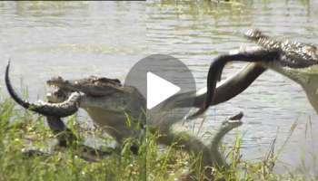 Viral Video:ಹಸಿದ ಮೊಸಳೆಯ ಬಾಯಿಗೆ ಸಿಕ್ಕ ಘಟ ಸರ್ಪ.. ಕ್ರೂರ ಪ್ರಾಣಿಗಳ ಸಾವು ಬದುಕಿನ ಯುದ್ದದಲ್ಲಿ ಗೆಲ್ಲೋರ್‌ ಯಾರು