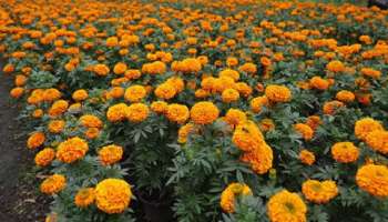 ಎಕರೆ ಭೂಮಿಗೆ 10 ಲಕ್ಷ ಲಾಭ ನೀಡುವ ಏಕೈಕ ಪುಷ್ಪ ಕೃಷಿ! ರೈತರನ್ನು ಶ್ರೀಮಂತರನ್ನಾಗಿಸುತ್ತೆ ಈ ಬೆಳೆ