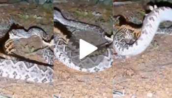 Viral Video: ವಿಷಕಾರಿ ಜರಿಯ ಕೋಪಕ್ಕೆ ತುತ್ತಾದ ಹೆಬ್ಬಾವು.. ನೆಟ್ಟಿಗರ ಎದೆ ನಡುಗಿಸಿದ ಭಯಾನಕ ವಿಡಿಯೋ..