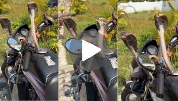 Viral Video: ಅಪ್ಪಿ ಮುದ್ದಾಡುತ್ತಾ ಜಾಲಿ ರೈಡ್‌.. ಗಾಡಿಯ ಮೇಲೆ ಜೋಡಿ ಹಾವಿನ ಒಂದೊಳ್ಳೆ ಪಯಣ.. 