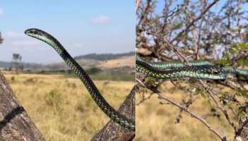 ಈ ಹಾವು ನೋಡೋಕೆ ಸುಂದರ ಆದ್ರೆ ಕಚ್ಚಿದ್ರೆ ಪರ ಲೋಕ ಫಿಕ್ಸ್‌! ಮುದ್ದಾಗಿದೆ ಅಂತ ಮನಸೋತ್ರೆ ಪ್ರಾಣ ಹೋಗೋದು ಗ್ಯಾರಂಟಿ...