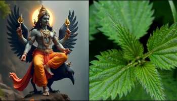 ವಾಸ್ತು ಶಾಸ್ತ್ರದ ಪ್ರಕಾರ ಈ ಗಿಡದಿಂದ ಶನಿ ದೋಷ ನಿವಾರಣೆ ಸಾಧ್ಯ