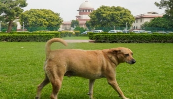  ಸಾರ್ವಜನಿಕ ಸ್ಥಳಗಳಿಂದ ಬೀದಿ ನಾಯಿಗಳನ್ನು ತೆರವುಗೊಳಿಸಿ- ಸುಪ್ರೀಂ ಆದೇಶ