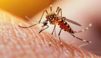 ನಿಂಬೆಹಣ್ಣಿಗೆ ಇದನ್ನು ಸವರಿ ಮನೆ ಬಾಗಿಲಿಗೆ ಇಟ್ಟರೆ ಒಂದೇ ಒಂದು ಸೊಳ್ಳೆ ಕೂಡ ಒಳಗೆ ಬರೋದಿಲ್ಲ!