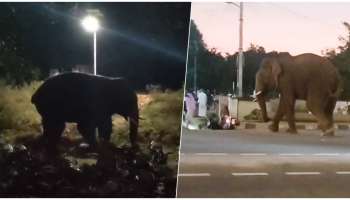 ಪಟ್ಟಣದ ಬಸ್ ನಿಲ್ದಾಣ ಸೇರಿ ವಿವಿಧೆಡೆ ಸಾಕಾನೆ ಪಾರ್ಥಸಾರಥಿ ಓಡಾಟ : ಆತಂಕದಿಂದ ದಿಕ್ಕಾಪಾಲಾಗಿ ಓಡಿದ ಜನರು