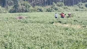 ಅರ್ಕಾವತಿ ನದಿಯ ಹಾರೋಬೆಲೆ ಜಲಾಶಯದ ಹಿನ್ನೀರಿನಲ್ಲಿ ಮುಳುಗಿ 2 ಕಾಡಾನೆ ಸಾವು