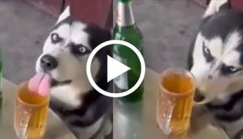 ಕಂಠ ಪೂರ್ತಿ ಕುಡಿದು ಫುಲ್‌ ಟೈಟ್‌ ಆದ ನಾಯಿ.. ಎಣ್ಣೆ ಏಟಿಗೆ ಹಸ್ಕಿ ಅಣ್ಣನ ಆಟ ನೋಡಿ ನಕ್ಕು ಸುಸ್ತಾದ ಫ್ಯಾನ್ಸ್!  ‌