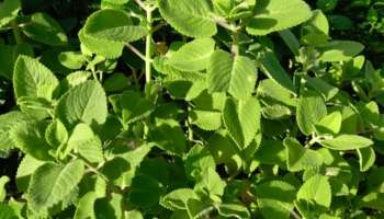 ಶುಗರ್‌ ಎಷ್ಟೇ ಹೈ ಆಗಿರಲಿ ಈ ಎಲೆ ಮೂಸಿದ್ರೆ ಸಾಕು ತಕ್ಷಣವೇ ನಿಯಂತ್ರಣಕ್ಕೆ ಬರುತ್ತೆ!