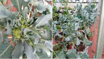 ಕಡಿಮೆ ಹಿಡುವಳಿ ಹೊಂದಿದ ರೈತರಿಗೂ ಲಕ್ಷಗಟ್ಟಲೆ ಲಾಭ ನೀಡುವ ಬೆಳೆ ಇದು..! ಮೂರು ತಿಂಗಳು ಕಷ್ಟ ಪಟ್ಟರೆ ವರ್ಷಪೂರ್ತಿ ಆದಾಯ