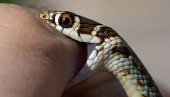 ಮುಂಗುಸಿಯಲ್ಲ, ಹಾವಿನ ಪರಮಶತ್ರು ಈ ಸಾಕುಪ್ರಾಣಿ..! ವಿಷಸರ್ಪಗಳೇ ಈ ಜೀವಿಯ ಮುಂದೆ ಬೆದರುತ್ತವೆ