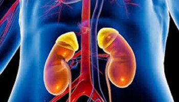 ನೂರು ವರ್ಷ ಬದುಕಿದ್ರೂ ಕಿಡ್ನಿ ಹಾಳಾಗದಂತೆ ಕಾಪಾಡುವ ಸೂಪರ್‌ ಫುಡ್! ಮೂತ್ರಪಿಂಡ ಸಮಸ್ಯೆನೇ ಬರಬಾರ್ದು ಅಂದ್ರೆ ಖಂಡಿತ ತಿನ್ನಿ..