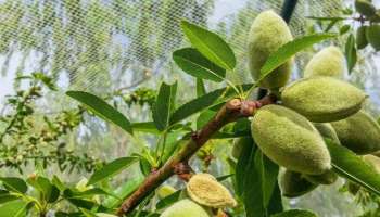 ಮನೆಯ ಸುತ್ತ ಮುತ್ತ ಬಾದಾಮಿ ಮರ ಇರುವುದು ಶುಭವೋ? ಅಶುಭವೋ?