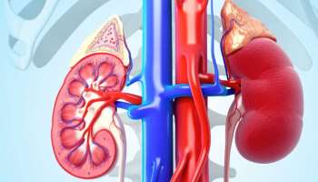 ಮೂತ್ರದಲ್ಲಿ ಈ ಲಕ್ಷಣ ಕಂಡುಬಂದ್ರೆ ಕಿಡ್ನಿ ಫೇಲ್‌ ಆಗಿದೆಯೇ ಎಂದರ್ಥ! ಕೂಡಲೇ ಎಚ್ಚೆತ್ತುಕೊಳ್ಳದಿದ್ರೆ ಅಪಾಯ ಗ್ಯಾರಂಟಿ.. 