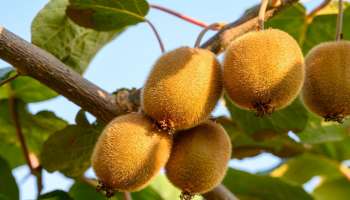 ಈ ಹಣ್ಣನ್ನು ಖಾಲಿ ಹೊಟ್ಟೆಗೆ ತಿನ್ನಿ.. ಒಂದೇ ವಾರದಲ್ಲಿ ಚಪ್ಪಟೆ ಆಗುತ್ತೆ ನಿಮ್ಮ ಡೊಳ್ಳು ಹೊಟ್ಟೆ! 