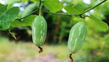 ರಾತ್ರಿ ಊಟದಲ್ಲಿ ಈ ತರಕಾರಿ ತಿನ್ನಿ ಸಾಕು.. ಬೆಳಗಾಗುವಷ್ಟರಲ್ಲೇ ಸಂಪೂರ್ಣ ನಿಯಂತ್ರಣಕ್ಕೆ ಬರುತ್ತೆ ಬ್ಲಡ್‌ ಶುಗರ್‌ !