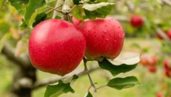 ಸಿಹಿಯಾದ ಈ ಹಣ್ಣನ್ನು ಸಿಪ್ಪೆ ಸಮೇತ ಬೆಳಗಿನ ಹೊತ್ತು ತಿಂದರೆ ಬ್ಲಡ್ ಶುಗರ್ ದಿನಪೂರ್ತಿ ನಾರ್ಮಲ್ ಆಗಿರುತ್ತೆ !