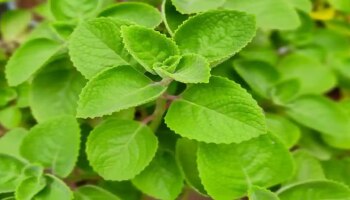 ಈ ಎಲೆ ಮೂಸಿದ್ರೆ ಸಾಕು ತಕ್ಷಣವೇ ನಿಯಂತ್ರಣಕ್ಕೆ ಬರುತ್ತೆ ಶುಗರ್‌ ಲೆವಲ್!