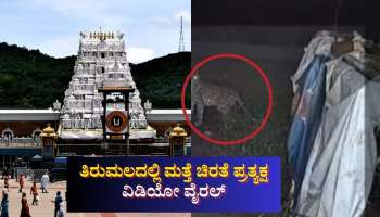ತಿರುಮಲದಲ್ಲಿ ಮತ್ತೆ ಚಿರತೆ ಪ್ರತ್ಯಕ್ಷ: ವಿಡಿಯೋ ವೈರಲ್ 