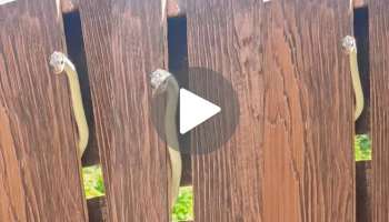 ಮೈ ಮರೆತು ನಾಗಿಣಿ ಹಾಡಿಗೆ ನೃತ್ಯ ಮಾಡಿದ ಹಾವು.. ನಾಗಪ್ಪನ ಡ್ಯಾನ್ಸ್‌ಗೆ ಮಸೋತ ನೆಟಿಜನ್ಸ್‌