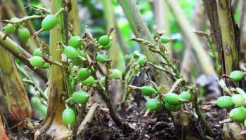 ಯಾವ ಪಥ್ಯವೂ ಬೇಕಿಲ್ಲ... ಈ ಪುಟ್ಟ ಕಾಳನ್ನು ಊಟದ ನಂತರ ಜಗಿದರೆ ಕಂಪ್ಲೀಟ್‌ ಕಂಟ್ರೋಲ್‌ ಆಗುತ್ತೆ ಬ್ಲಡ್‌ ಶುಗರ್‌! 