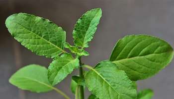 ಬೆಳಗೆದ್ದು ಮನೆ ಅಂಗಳದಲ್ಲಿರುವ ಈ ಎಲೆ ಜಗಿದರೆ ಕಂಪ್ಲೀಟ್‌ ನಾರ್ಮಲ್‌ ಆಗುತ್ತೆ ಬ್ಲಡ್‌ ಶುಗರ್!‌