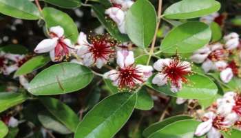 ಶುಗರ್‌ ಪೇಷಂಟ್‌ಗಳಿಗೆ ಅಮೃತ ಈ ಹಣ್ಣು.. ಒಮ್ಮೆ ತಿಂದರೆ ಹೆಚ್ಚಾಗೊದೇ ಇಲ್ಲ ಸಕ್ಕರೆ ಮಟ್ಟ!