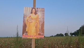 ಹತ್ತಿ ಬೆಳೆಗೆ ದೃಷ್ಟಿ ಗೊಂಬೆಯಾದ ನಟಿ ಸನ್ನಿ ಲಿಯೋನ್..!