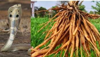 ಮನೆಯ ಬಾಗಿಲ ಬಳಿ ಈ ಗಿಡದ ಬೇರನ್ನು ಕಟ್ಟಿ... ಇದರ ವಾಸನೆಗೆ ಹಾವುಗಳು ದೂರ ಓಡುತ್ತವೆ!