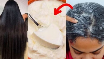 ಮೊಸರಿಗೆ ಈ ಪುಡಿ ಬೆರೆಸಿ ಹಚ್ಚಿದ್ರೆ ಬಿಳಿಕೂದಲು ಶಾಶ್ವತವಾಗಿ ಕಪ್ಪಾಗುತ್ತವೆ! ಹೇರ್‌ ಕಲರ್‌ ಬೇಡವೇ ಬೇಡ.. 