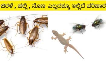 ನೀರಿನಲ್ಲಿ ಈ ಪದಾರ್ಥ ಹಾಕಿ ಸಿಂಪಡಿಸಿದ್ರೆ ಜಿರಳೆ.. ನೊಣಗಳೆಲ್ಲ ಕ್ಷಣಾರ್ಧಲ್ಲೇ ಮಾಯವಾಗುತ್ತವೆ! ಟ್ರೈ ಮಾಡಿ ನೋಡಿ..