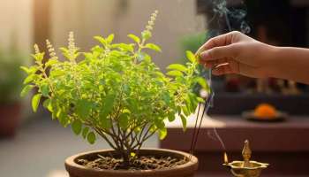 ಒಣಗಿವೆ ಅಂತ ಯಾವಾಗ ಬೇಕು ಆವಾಗ ತುಳಸಿ ಎಲೆ ಕೀಳಬೇಡಿ! ಘೋರ ಪಾಪ ತಟ್ಟುತ್ತೆ ಹುಷಾರ್‌