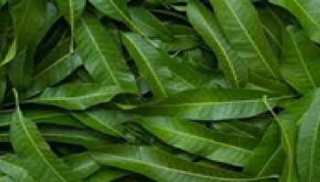 ನಿಮ್ಮ ಮೆದುಳಿನಆರೋಗ್ಯಕ್ಕೆ ಈ ಟೀ ಬೆಸ್ಟ್..ಒಮ್ಮೆ ಕುಡಿದು ನೋಡಿ ಬೇಡ ಅಂದ್ರು ಕುಡಿತೀರಾ..!