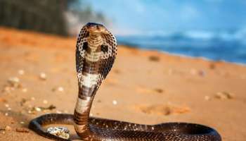 ಬಳಸಿ ಬಿಸಾಕುವ ಈ ವಸ್ತುವಿಗಿದೆ ವಿಷಸರ್ಪವನ್ನು ಓಡಿಸುವ ಶಕ್ತಿ! ಈ ರೀತಿ ಮಾಡಿದ್ರೆ ಹಾವುಗಳು ನಿಮ್ಮ ಮನೆಯ ಹತ್ತಿರವೂ ಸುಳಿಯಲ್ಲ