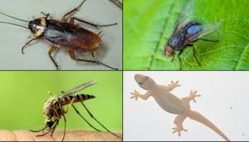 ಈ ತರಕಾರಿಯ ಸಿಪ್ಪೆಯನ್ನ ನೀರಲ್ಲಿ ಹಾಕಿ ಸಿಂಪಡಿಸಿದ್ರೆ ಸೊಳ್ಳೆ, ಜಿರಳೆ, ಹಲ್ಲಿ, ನೊಣಗಳೆಲ್ಲ ಕ್ಷಣದಲ್ಲಿ ಓಡಿಹೋಗುತ್ತವೆ.. ಮತ್ತೆ ಮನೆ ಕಡೆ ಬರಲ್ಲ!