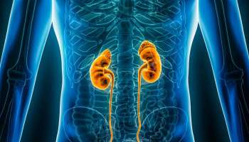 ಬೆಳಗ್ಗೆದ್ದ ತಕ್ಷಣ ದೇಹದಲ್ಲಿ ಈ ಅನುಭವ ಆಗುತ್ತಿದ್ದರೆ ನಿಮ್ಮ ಕಿಡ್ನಿ ಹಾಳಾಗಿದೆ ಎಂದರ್ಥ