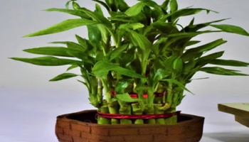 Vastu Plant: ಮನೆಯ ಆ ದಿಕ್ಕಿನಲ್ಲಿ ʼಈʼ ಗಿಡ ನೆಟ್ಟರೆ ಹಣದ ಸುರಿಮಳೆಯಾಗಲಿದೆ!