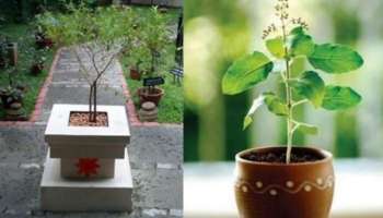 ತುಳಸಿ ಪಕ್ಕದಲ್ಲಿ ಈ ಗಿಡ ನೆಟ್ಟರೆ ಆರ್ಥಿಕ ಸಂಕಷ್ಟವೆಲ್ಲಾ ನಿವಾರಣೆ! ದುಡ್ಡು ಆಕರ್ಷಿಸಲು ಇದು ಸುಲಭ ಮಾರ್ಗ