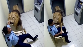 Viral Video: ATMನೊಳಗೆ ನುಗ್ಗಿ ಸೆಕ್ಯೂರಿಟಿಯನ್ನ ಎಳೆದೊಯ್ದ ಸಿಂಹ, ವಿಡಿಯೋ ವೈರಲ್
