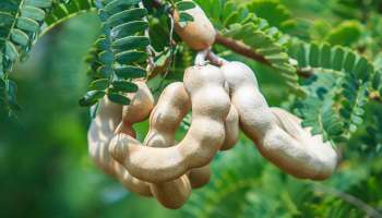 ಬಿಳಿಕೂದಲು ಕಪ್ಪಾಗಲು ಹುಣಸೆ ಹಣ್ಣನ್ನು ಹೀಗೆ ಬಳಸಿ: ದಷ್ಟಪುಷ್ಟವಾಗಿ ಮೊಣಕಾಲುದ್ದ ಬೆಳೆಯಲು ಇದು ಸಹಾಯಕ 