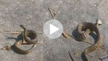 Viral Video: ನಾಗಿಣಿ ಹಾಡಿಗೆ ಕುಣಿದು ಕುಪ್ಪಳಿಸಿದ ಹಾವು! ಒಂದೇ ದಿನದಲ್ಲಿ ಎರಡು ಕೋಟಿ ವ್ಯೂಸ್ ಪಡೆದ ವಿಡಿಯೋ ಇದು..