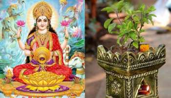 ಈ ದಿನದಂದು ತುಳಸಿ ಗಿಡ ನೆಟ್ಟರೇ ಒಲಿಯುವುದು ಅದೃಷ್ಟ! ಸದಾ ನೆಲೆಸುವಳು ಲಕ್ಷ್ಮಿ..