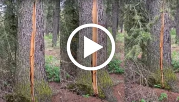 Viral video: ಪ್ರಕೃತಿ ವಿಸ್ಮಯಕ್ಕೆ ಸರಿಸಾಟಿನೇ ಇಲ್ಲ.. ಮನುಷ್ಯನಂತೆ ಜೋರಾಗಿ ಉಸಿರಾಡುತ್ತಿರುವ ಮರ! ಅದ್ಭುತ ದೃಶ್ಯವನ್ನ ನೀವೊಮ್ಮೆ ನೋಡಿ..